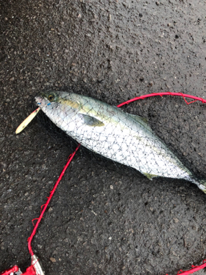 もしかしてブリマサ?