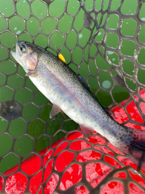 エンジョイトラウト