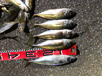 2020納竿‼︎かな