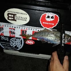 アジいない。のか?