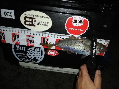 アジいない。のか？