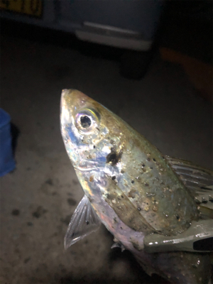 ベイトアジング