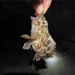 釣り納めは癒しのカサゴ