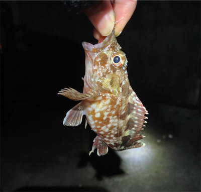 釣り納めは癒しのカサゴ