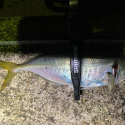 釣り納 アジング まさかの2020年で1番釣れた