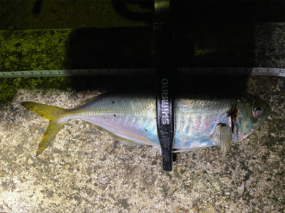 釣り納　アジング　まさかの2020年で1番…