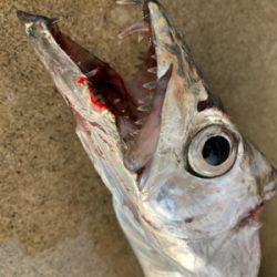 ルアーフィッシングでタチウオ釣果！！