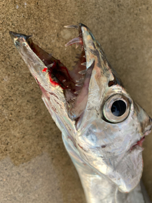 ルアーフィッシングでタチウオ釣果！！