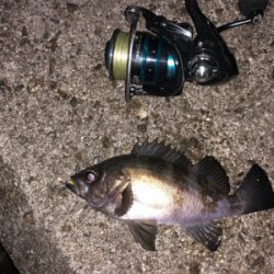 淡路メバリング