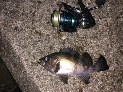 淡路メバリング