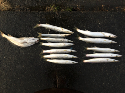 夕マズメのカマス