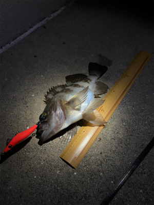 メバルのシーズン到来