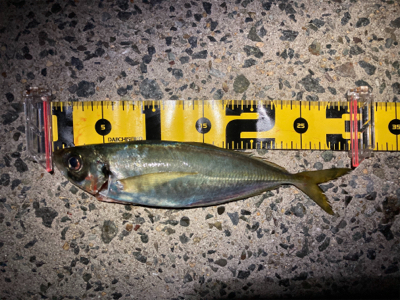 2020釣納め　アジング