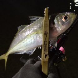 アジング練習 244  ヒイカ調査