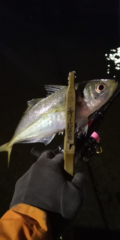 アジング練習 244  ヒイカ調査