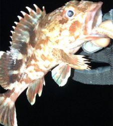 アジングナイト(釣り納め)