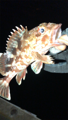 アジングナイト(釣り納め)