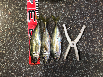 本当に年内最後です。納竿‼︎…