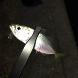 2020年ラスト釣行