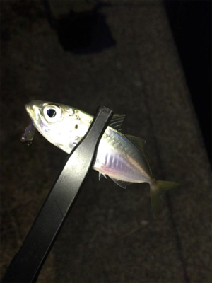 2020年ラスト釣行