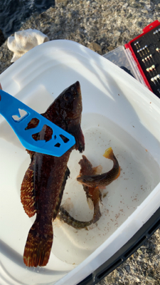 とっとパークから坊主逃れのため小島漁港へ