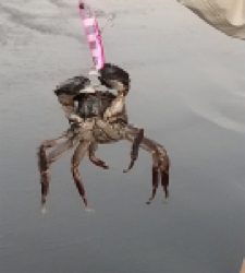 ワタリガニさん