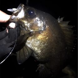 釣り納めメバリング