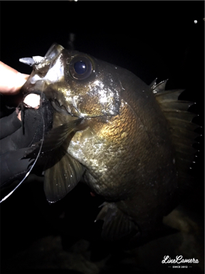 釣り納めメバリング