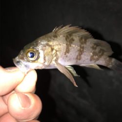 極寒　釣り納め！