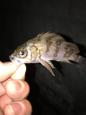 極寒　釣り納め！