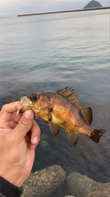 マヅメ特攻隊　隊長よりメバル釣果報告
