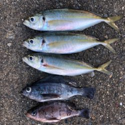 朝マズメ中アジ好調