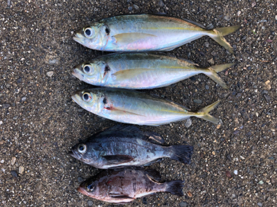 朝マズメ中アジ好調