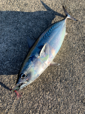 デイライトゲーム