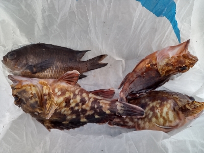 今年の釣り納め