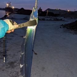 シーズン初タチウオ