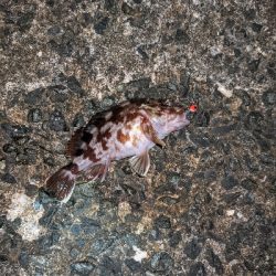 仕事帰りにライトゲーム