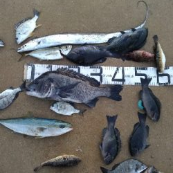 12/6釣果タチウオツバスチヌグレデカアジ