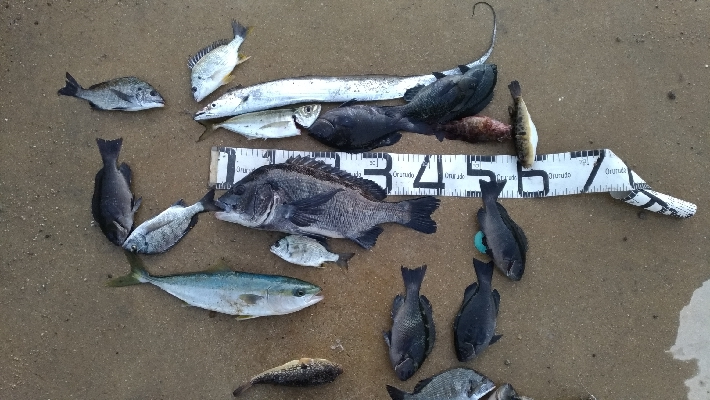 12/6釣果タチウオツバスチヌグレデカアジ…