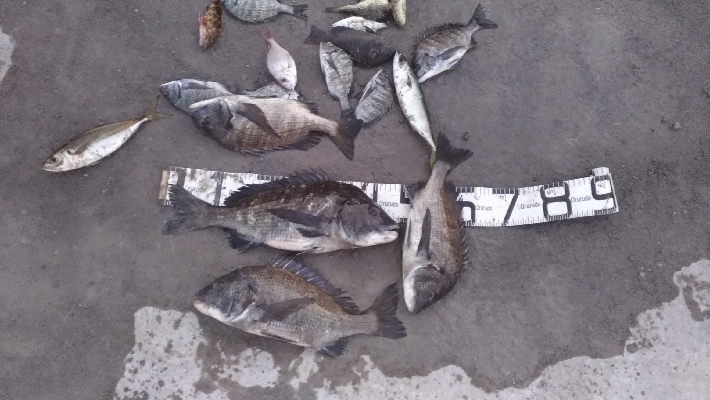 12/13釣果チヌ14枚グレ31センチデカ…