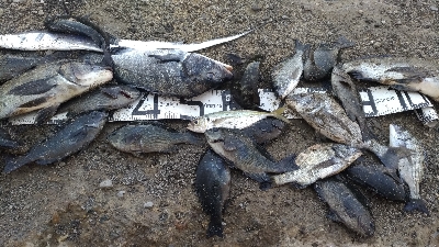 12/20釣果タチウオチヌグレデカアジ