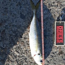 大潮４日目アジング