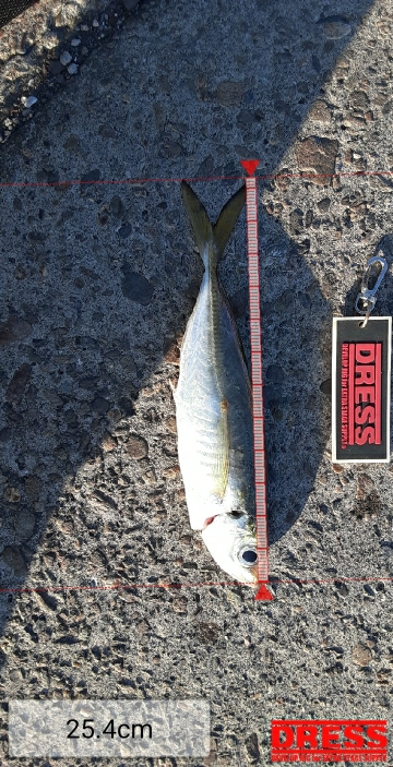 大潮４日目アジング