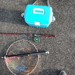 今年のシメはカサゴ君で