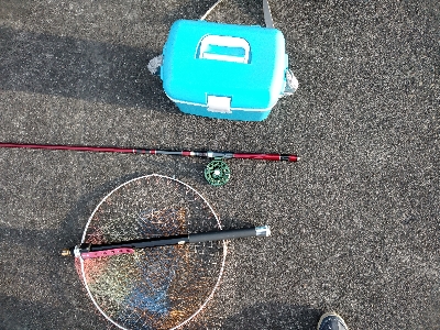 今年のシメはカサゴ君で