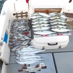 遊漁船SOUTH(サウス)釣果