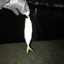 1人きりのメリクリ釣行