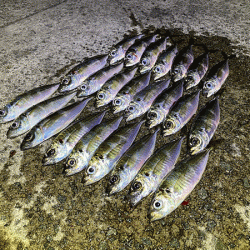 瀬戸内の島アジング（2020-25)