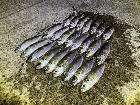 瀬戸内の島アジング（2020-25)