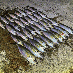 瀬戸内の島アジング（2020-26)